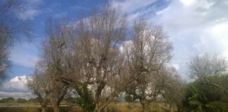 xylella commissario