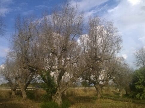 xylella commissario