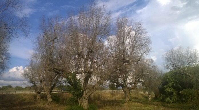 xylella commissario