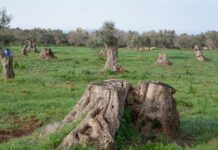 Xylella fastidiosa: dalla ricerca Crea nuove strategie per l’olivicoltura