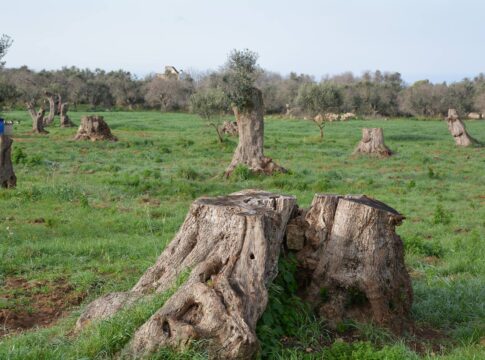Xylella fastidiosa: dalla ricerca Crea nuove strategie per l’olivicoltura