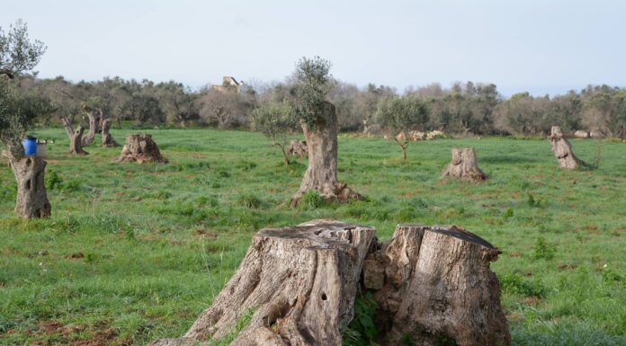 xylella fastidiosa