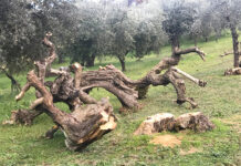 abbattimento olivi