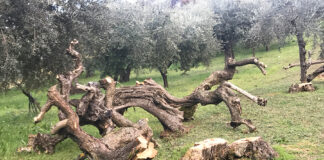 abbattimento olivi