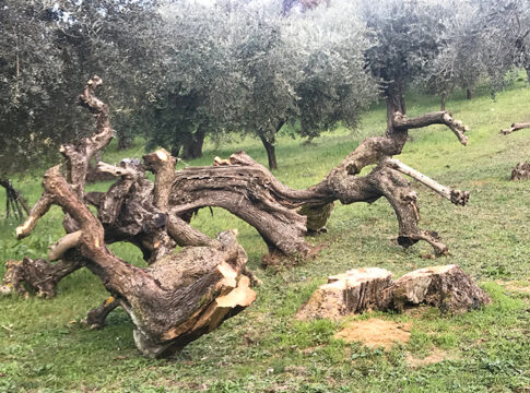 abbattimento olivi
