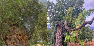 legge strade del vino olio