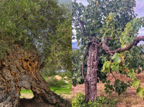 Lazio, via libera alla nuova legge sulle Strade del vino e dell’olio legge strade del vino olio