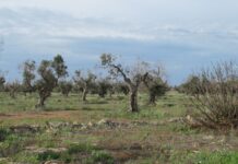 Xylella, la ricerca europea si riunisce in Puglia tredici anni dopo il primo focolaio