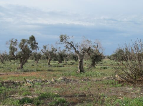 Xylella, la ricerca europea si riunisce in Puglia tredici anni dopo il primo focolaio
