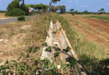 xylella tributo 630
