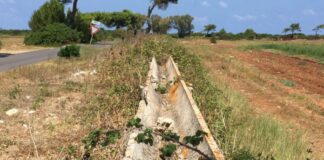 xylella tributo 630