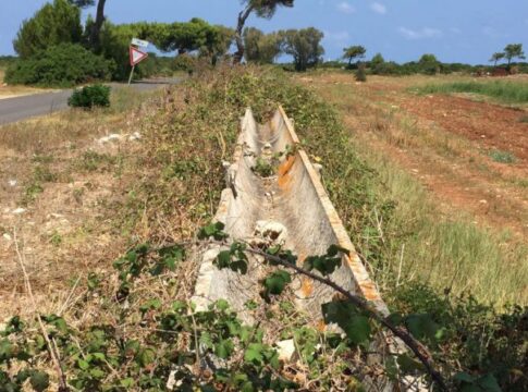 xylella tributo 630