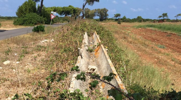 xylella tributo 630