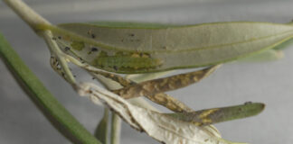 margaronia olivo trattamento