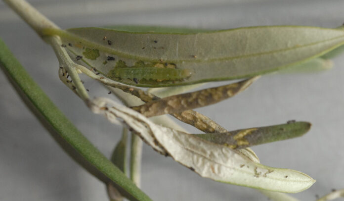 larva di margaronia su olivo di Stimilli margaronia olivo trattamento