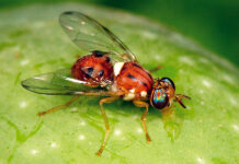 Mosca dell’olivo, la ricerca punta su estratti botanici e nanotecnologie difesa mosca olivo