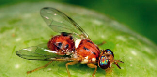 difesa mosca olivo