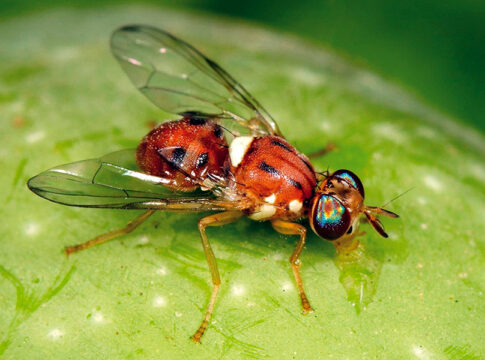 Mosca dell’olivo, la ricerca punta su estratti botanici e nanotecnologie difesa mosca olivo