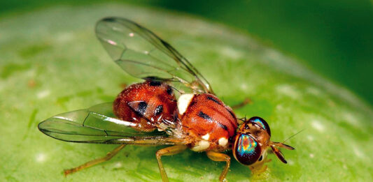 difesa mosca olivo