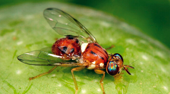 difesa mosca olivo