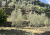 Olivicoltura in Valtellina: il manuale tecnico del progetto OLInVAL olivicoltura valtellina manuale