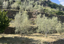 olivicoltura valtellina manuale