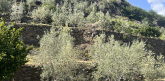 olivicoltura valtellina manuale
