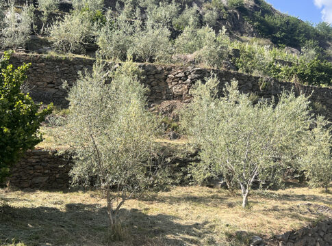 Olivicoltura in Valtellina: il manuale tecnico del progetto OLInVAL olivicoltura valtellina manuale