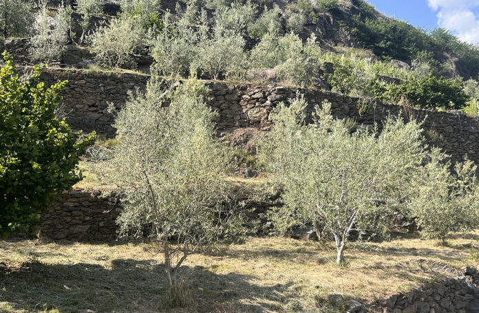 olivivoltura valtellinese a terrazzamento olivicoltura valtellina manuale