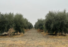 italia pakistan olivo