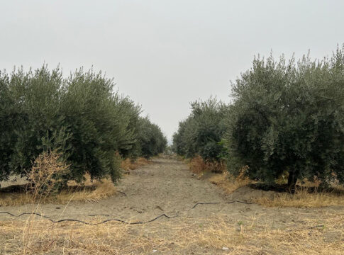 italia pakistan olivo