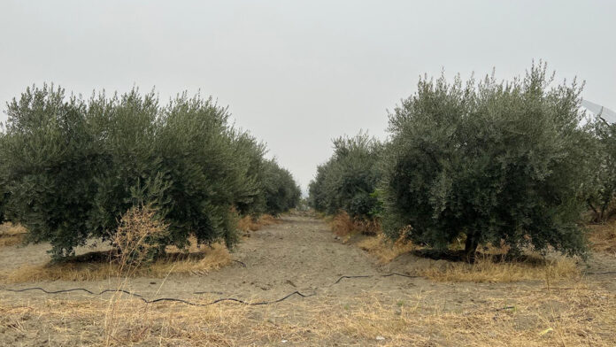 olivicoltura in PAKISTAN italia pakistan olivo