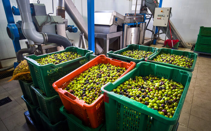 olive consegnate in frantoio prima dell'inizio della produzione olearia frantoio campagna 2026