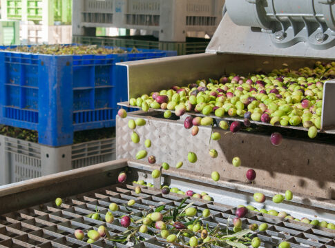 Olive ai frantoi, la norma delle “6 ore” slitta al 2027 6 ore