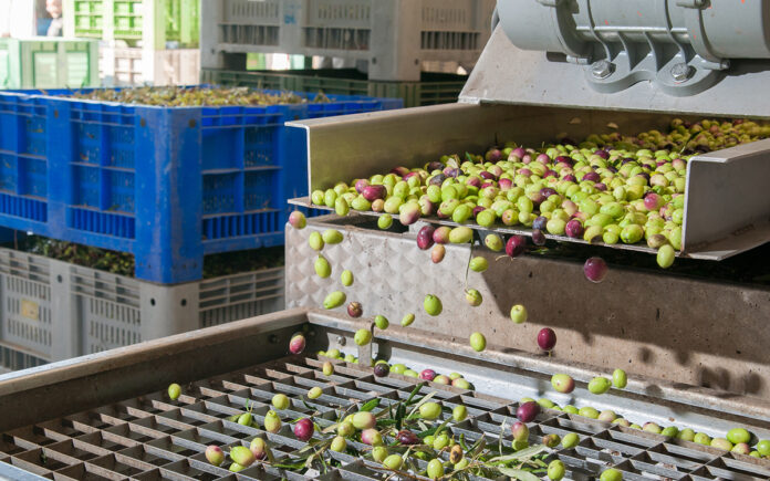 pulizia delle olive in frantoio 6 ore