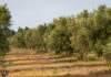 Allarme Xylella: primo caso in Calabria Xylella Calabria