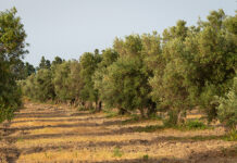 Xylella Calabria