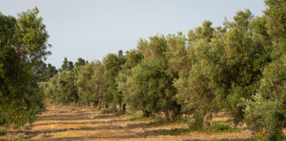 Xylella Calabria