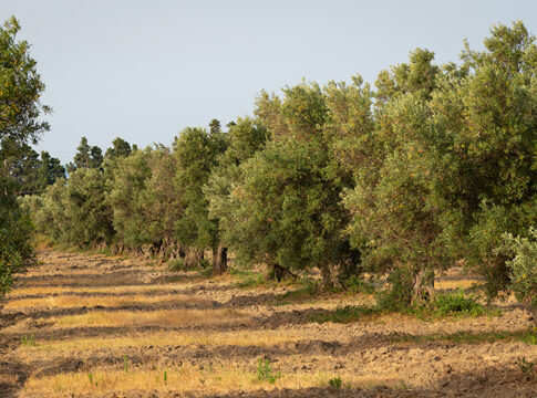 Xylella Calabria