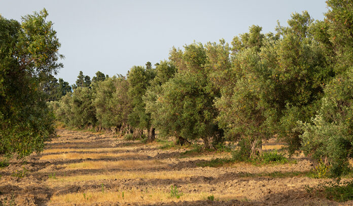 Oliveto in Calabria Xylella Calabria