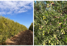 raccolta olive quando