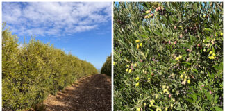 raccolta olive quando