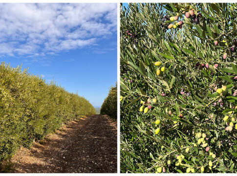 Quando raccogliere? L’olivo detta i suoi tempi raccolta olive quando