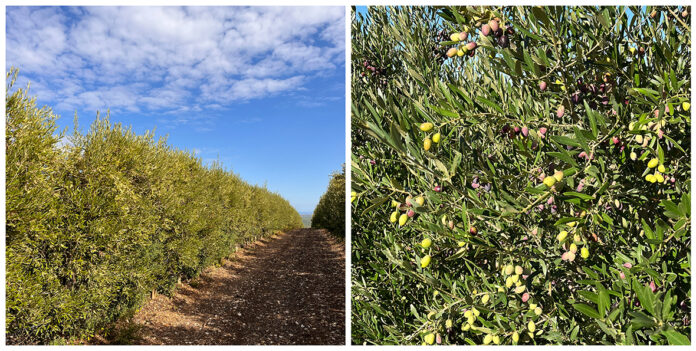 raccolta olive quando