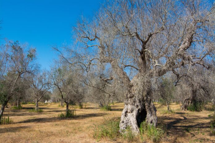 Xylella in Puglia
