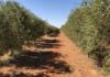 L’olivo alla prova del deserto microbioma olivo
