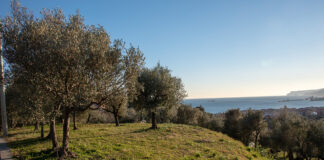 olivicoltura ligure