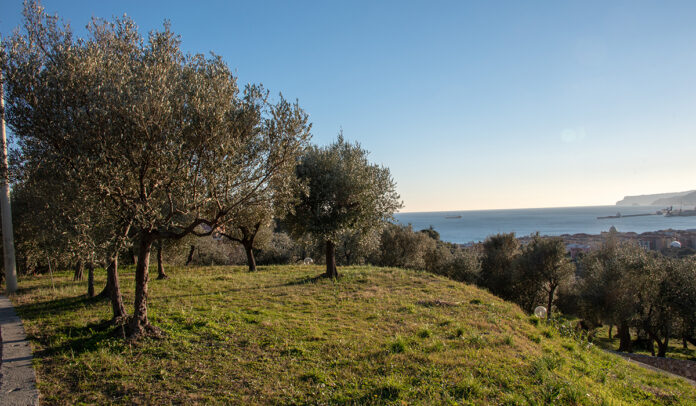 panorama Ligure con ulivi presso Albisola , Savona olivicoltura ligure