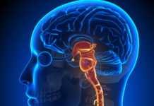 Artrite reumatoide: stimolare il nervo vago riduce l’infiammazione Artrite reumatoide: stimolare il nervo vago riduce l’infiammazione