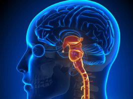 Artrite reumatoide: stimolare il nervo vago riduce l’infiammazione Artrite reumatoide: stimolare il nervo vago riduce l’infiammazione